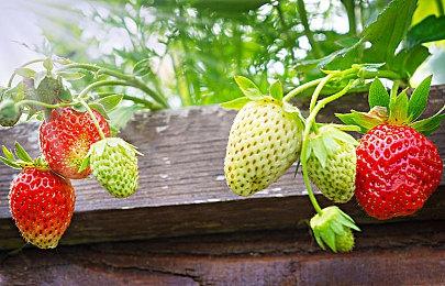 《使命召唤：黑色行动7》预告发布后 顶部评论：轻松选择《战地6》